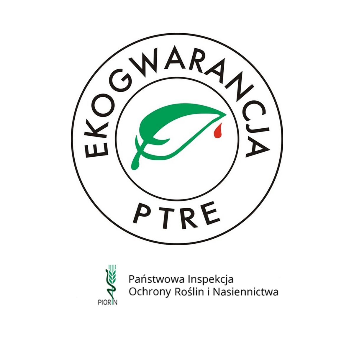 Pigwowiec japoński - sadzonka