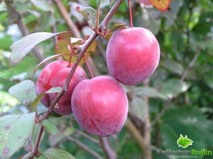 Śliwa - sadzonka