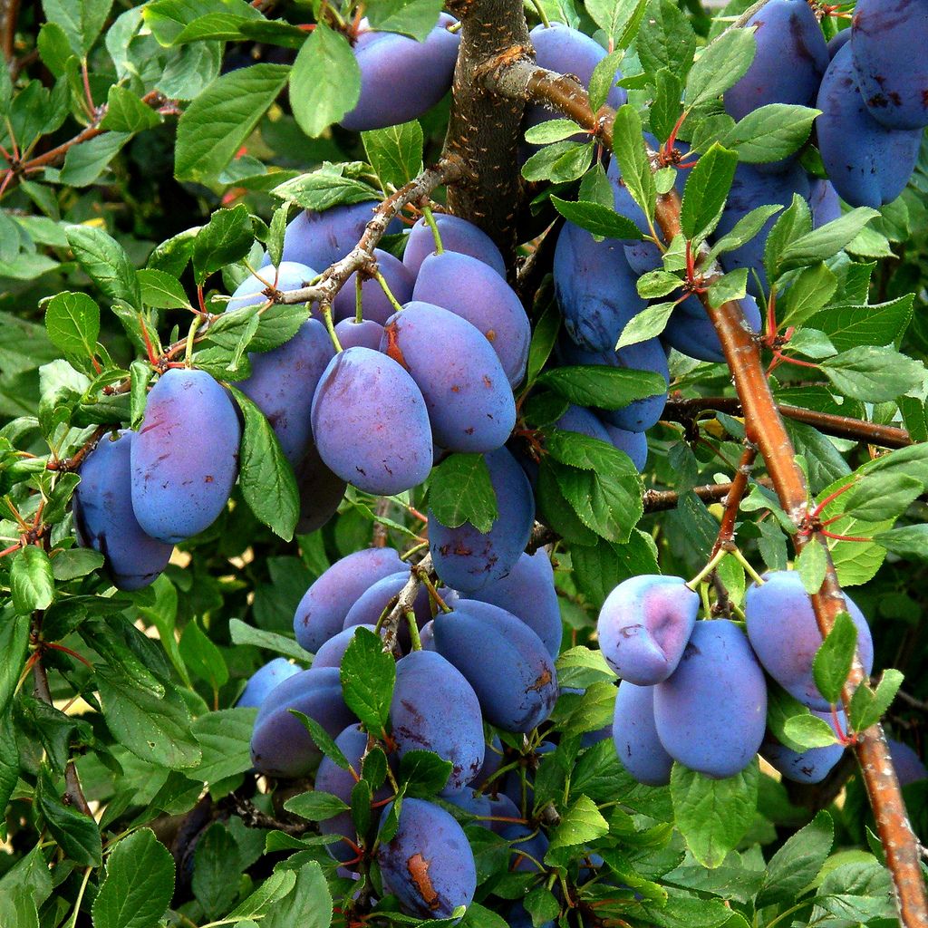 Śliwa - sadzonka