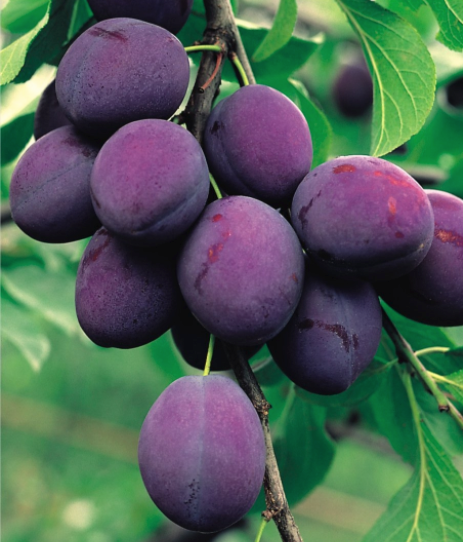 Śliwa - sadzonka