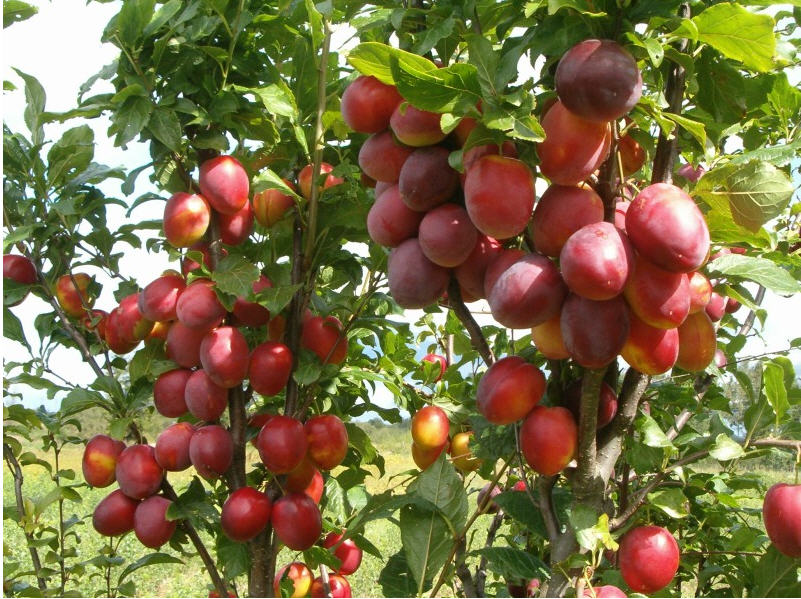 Śliwa - sadzonka