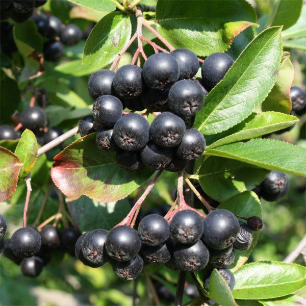 Aronia - sadzonka