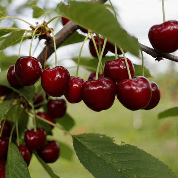 Czeresnia () Czeresnia