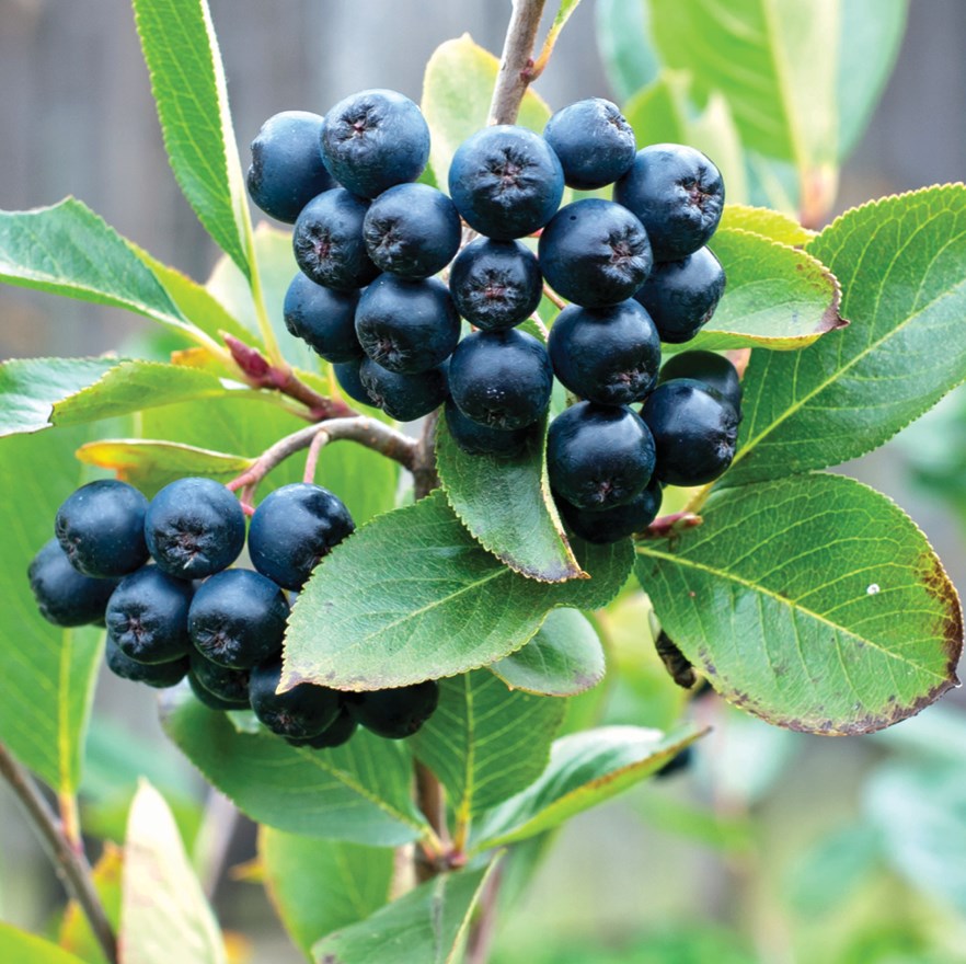 Aronia - sadzonka