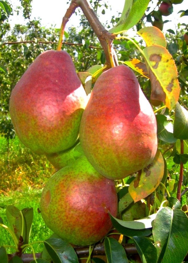 Grusza - sadzonka