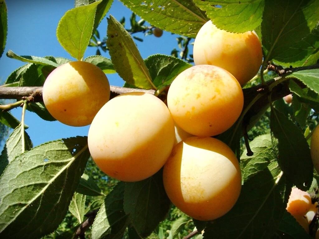Śliwa - sadzonka