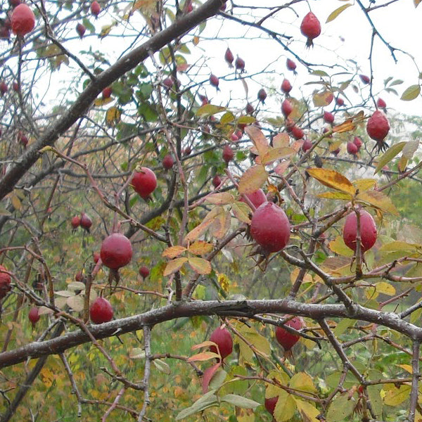Róża jabłkowata - sadzonka (niedostępne)